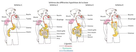 Chapitre La Digestion Des Aliments Site De Svtpmc