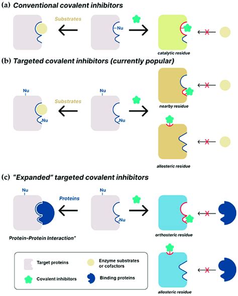 Schematic Representation Of The Inhibition Of Target Proteins Or