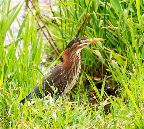 NW Bird Blog: Green Heron