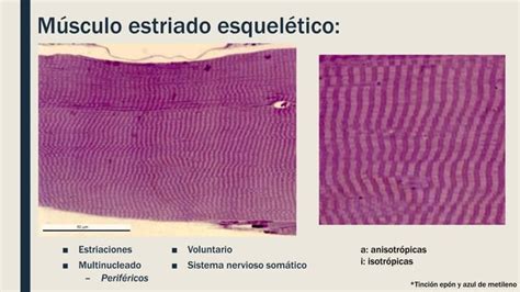 Histo Primero Tejido Muscular Pptx