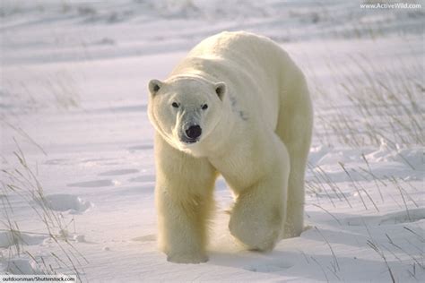 Polar Bear Cub Facts For Kids - Lela Shawna