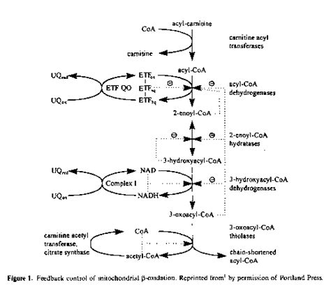 Feedback Inhibition - Fatty Acids - Mussen Healthcare