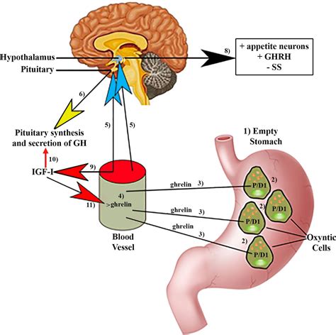 Ghrelin Mokamelhaa Ir