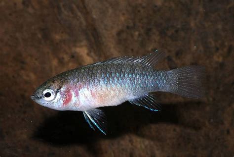 Dario Dario Scarlet Badis Badis Dario Badis Badis Bengalensis