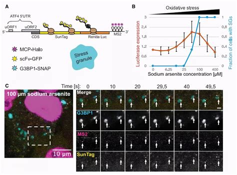 Cell Mrnas