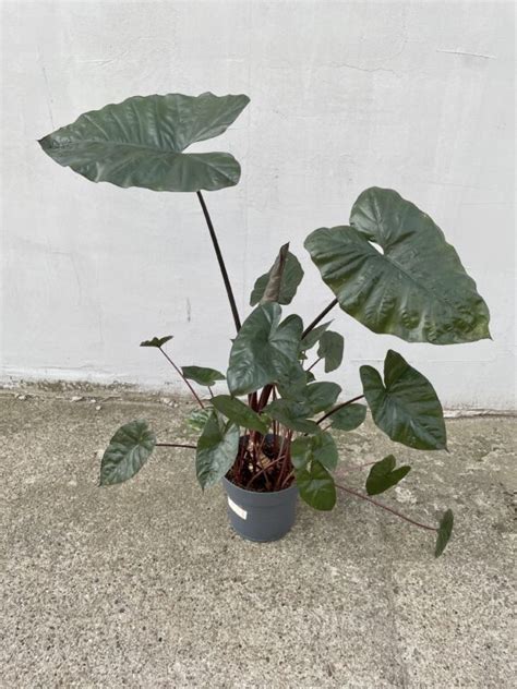 Alocasia Cuprea Red Secret Jungle Boogie