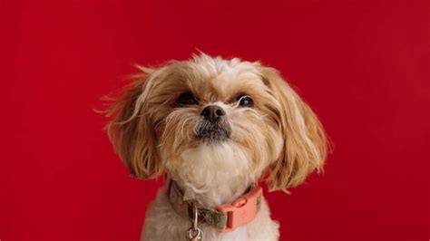 Top 5 Best Dog Collars for Yorkies: Finding the Perfect Match for Your ...