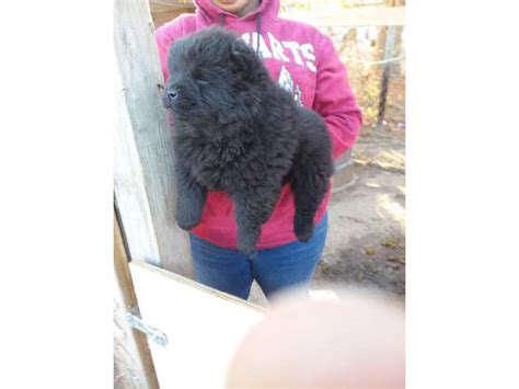 3 Chow Chow puppies left Fayetteville - Puppies for Sale Near Me