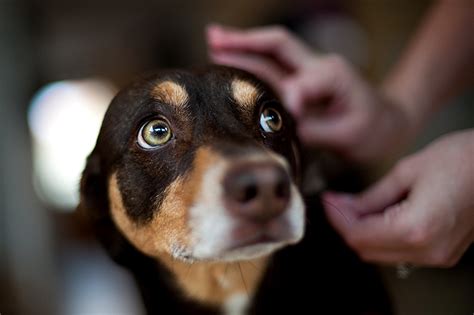 Tick-Borne Diseases: What every dog owner should know - Richmond SPCA