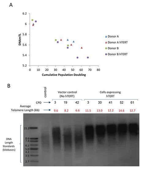 Dna Methylation Based Estimator Of Telomere Length Aging