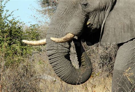 Elephant Feeding, | Stock image | Colourbox