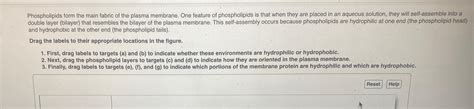 Solved Phospholipids form the main fabric of the plasma | Chegg.com