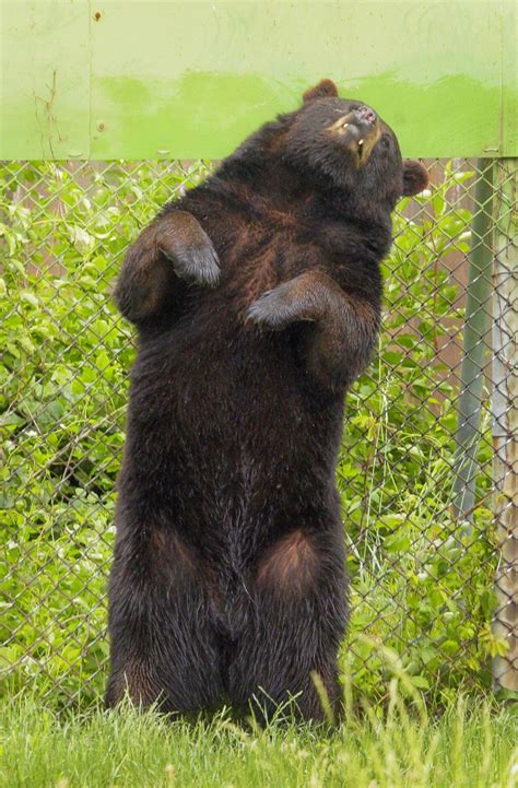 Bear sightings abound in southern NJ suburb - nj.com