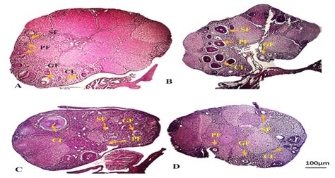 Hematoxylin And Eosin Stained Sections Of Adult Female Mice Ovary