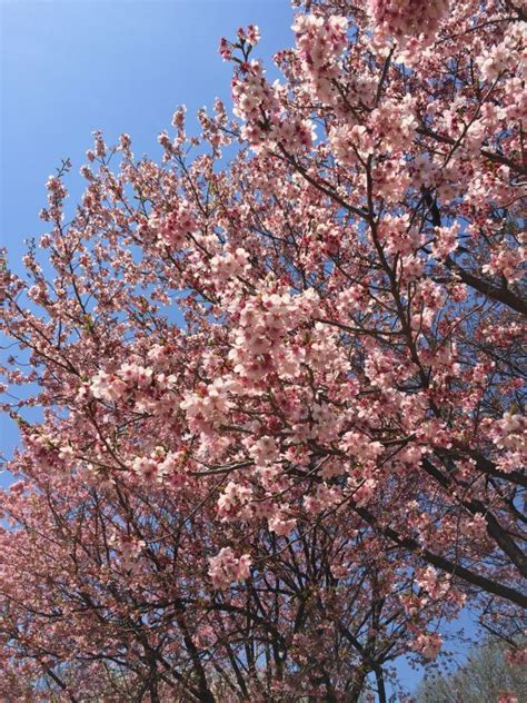 Free Images Tree Branch People Plant Flower Spring Produce