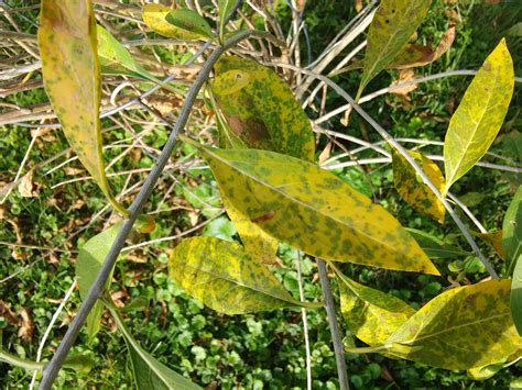 My Goji Berry Bush is not doing well. What happened? More pics below