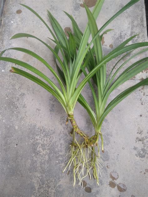 Homegrown Pandan Plant Cutting Anak Pokok Pandan Furniture And Home