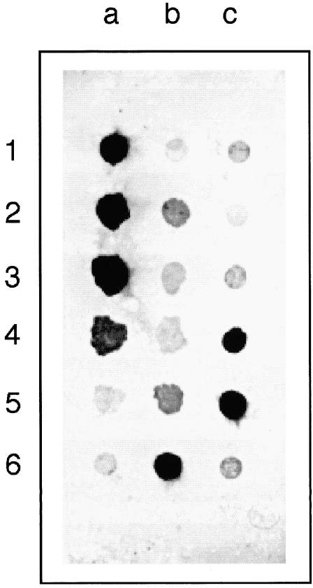 Figure 1 From Digoxigenin Labeled Probe For Rapid Identification Of