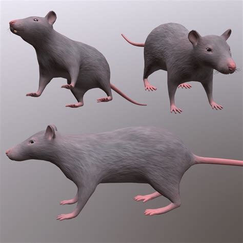 3d Model Rat Lowpoly 3d Model Vr Ar Low Poly Cgtrader