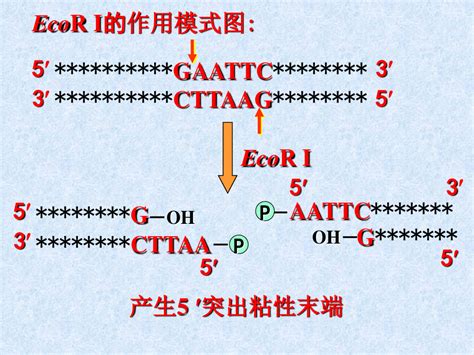 Dna Word