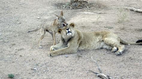 Animal Odd Couples | Meet the Odd Couples | Nature | PBS