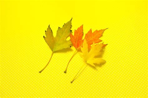 Premium Photo | Closeup of autumn leaf on yellow background with dots