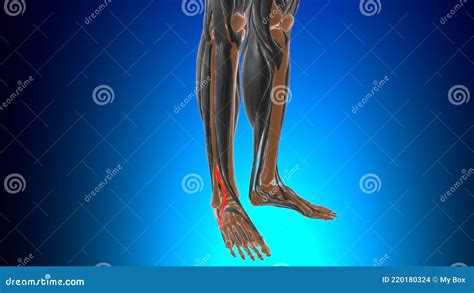 Fibularis Tertius Muscle Anatomy For Medical Concept 3d Stock Illustration Illustration Of