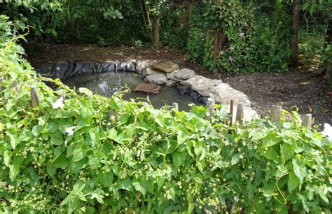 Une mare naturelle au jardin visites et méthodes Le potager permacole