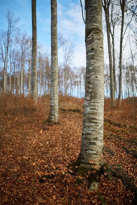 152 Naked Beech Stock Photos Free Royalty Free Stock Photos From Dreamstime