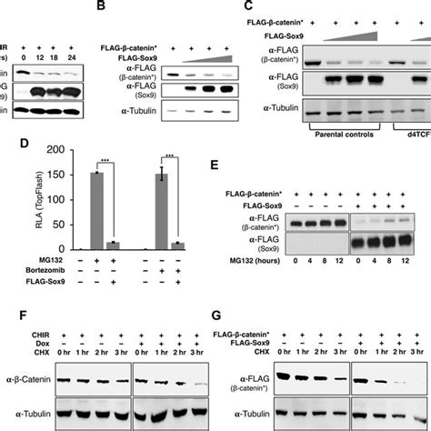 Sox9 Represses Wnt Catenin Signaling In Mammalian Cells A And B Download Scientific