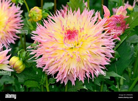 Perfect Dahlia Hi Res Stock Photography And Images Alamy