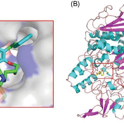 A The Predicted Binding Mode Of Compound 43 In The Active Site And