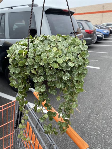 hanging plants at home depot