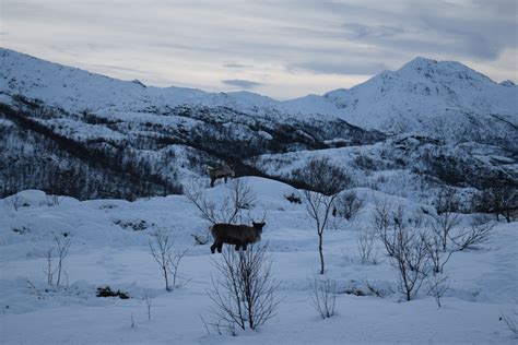 Norvegia isole Lofoten e Vesterålen informazioni utili