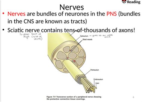 Nervous System Pns Flashcards Quizlet