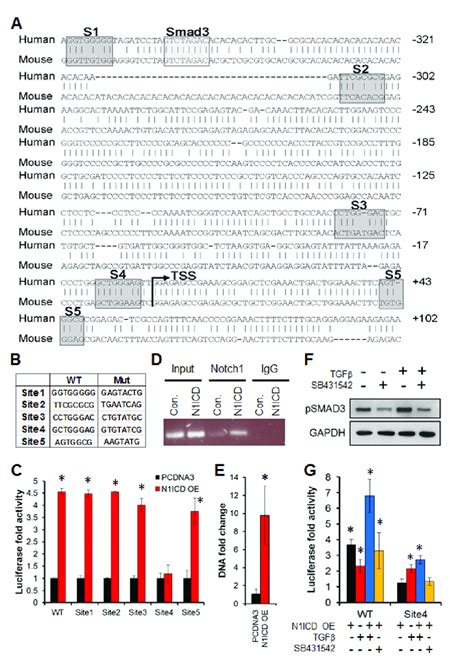 Sox9 Is A Notch1 Target Gene In Lung Adenocarcinoma A Alignment Of