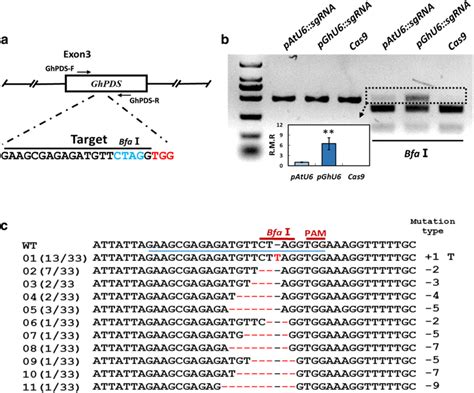 Crisprcas9 Induced Targeted Mutagenesis Of Ghpds In Cotton A Position