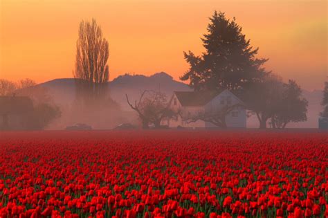 Tulip Fields Washington State 1280×1024 Imagesofwashington