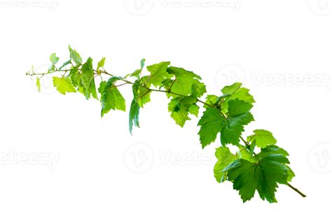 Leaf Vine Isolate On Transparent Background File Png