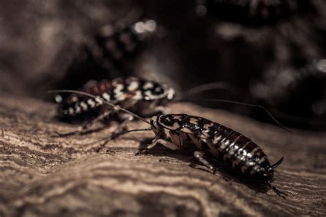 cockroaches  stock photo public domain pictures