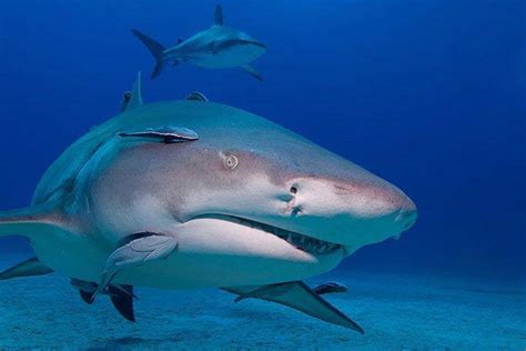 Remora - Animal Facts for Kids - Characteristics & Pictures