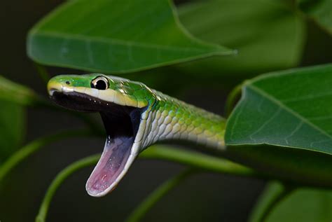 Free photo: Green Snake - Banded, Bite, Dangerous - Free Download - Jooinn