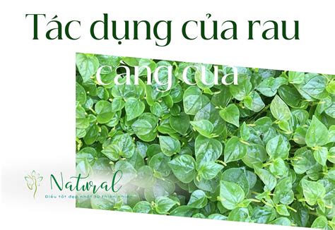 Rau càng cua có tác dụng gì Top 8 tác dụng của rau càng cua mà bạn nên