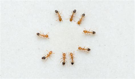 Why Tiny Ants Have Invaded Your House And What To Do About It The Green List