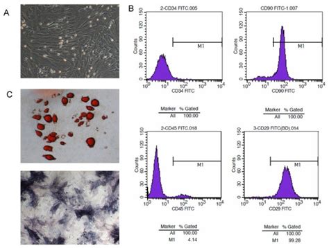 Morphology And Characteristics Of Bone Marrow Derived Mscs A Msc Download Scientific Diagram