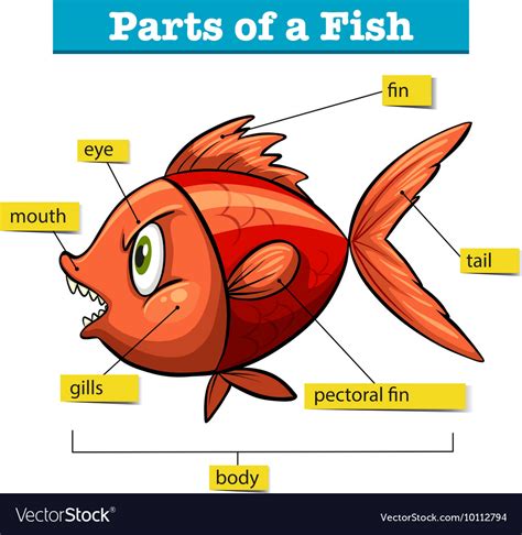 Fish Anatomy Diagram For Kids - IMAGESEE