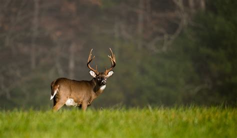 The 3 Best Buck Grunt Calls For Your Next Deer Hunting Trip | OutdoorHub