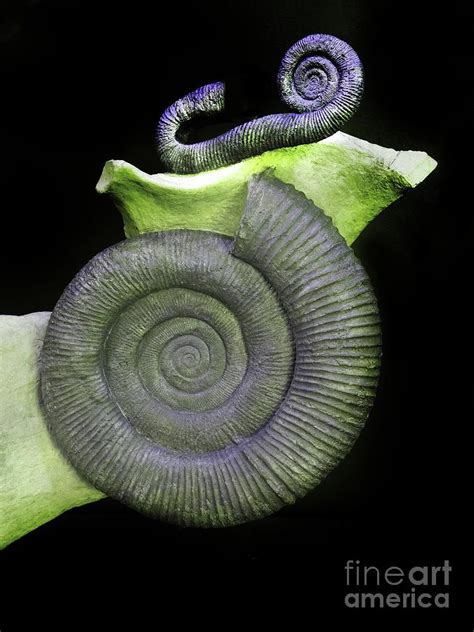 Coiled And Heteromorph Ammonites Photograph By Sinclair Stammers