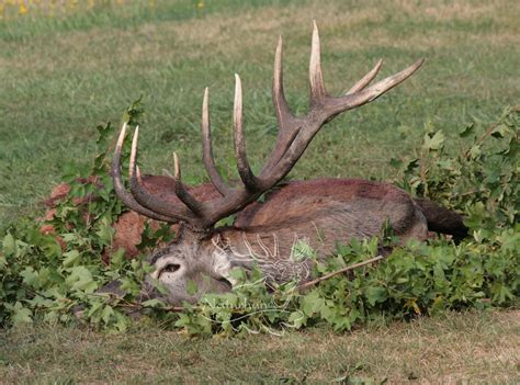 red deer hunting gallery - Naturhun