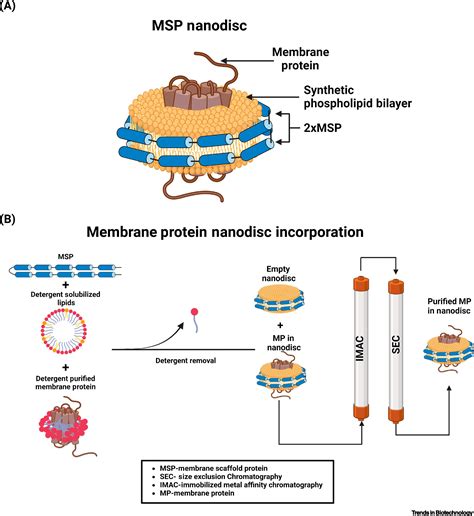 Advances In Nanodisc Platforms For Membrane Protein Purification